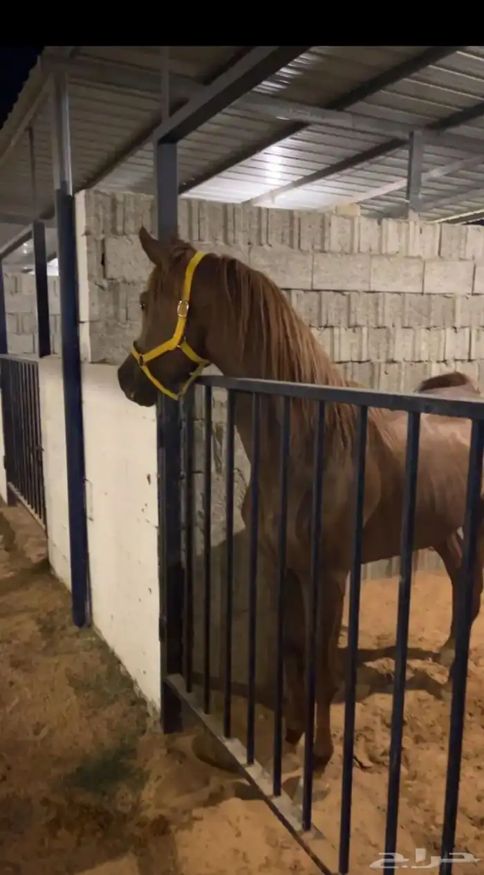 حصان اشقر شيخ 2