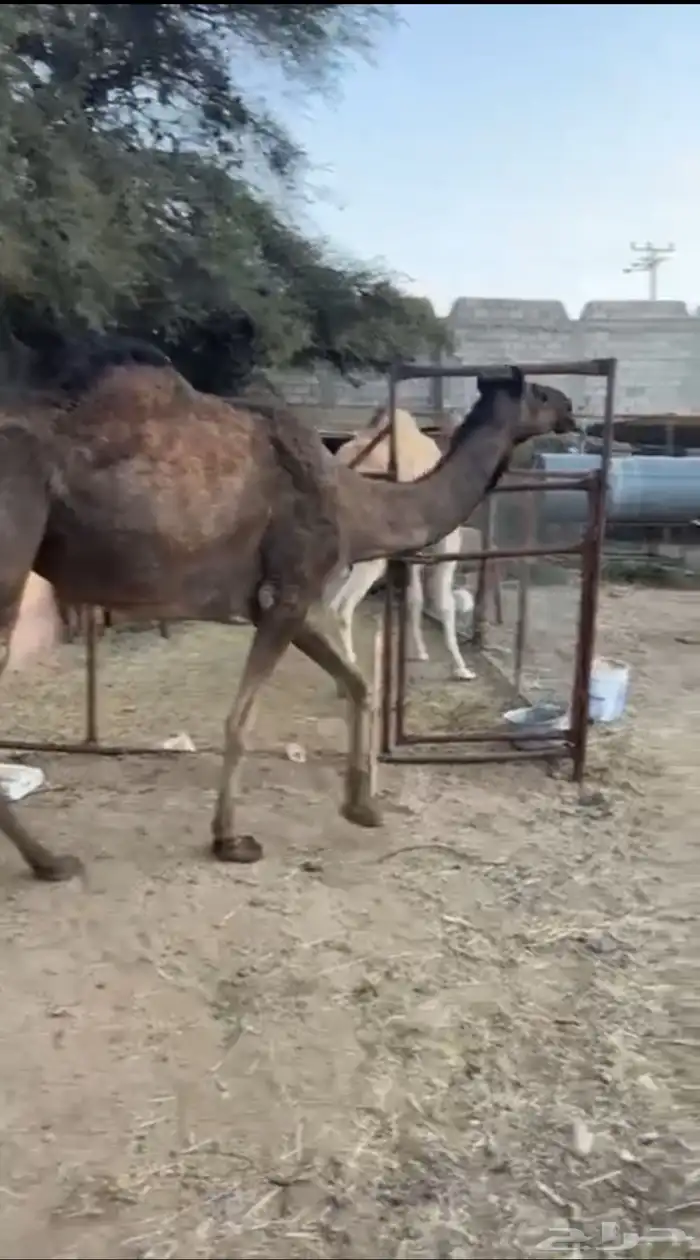 رباع للبيع 2