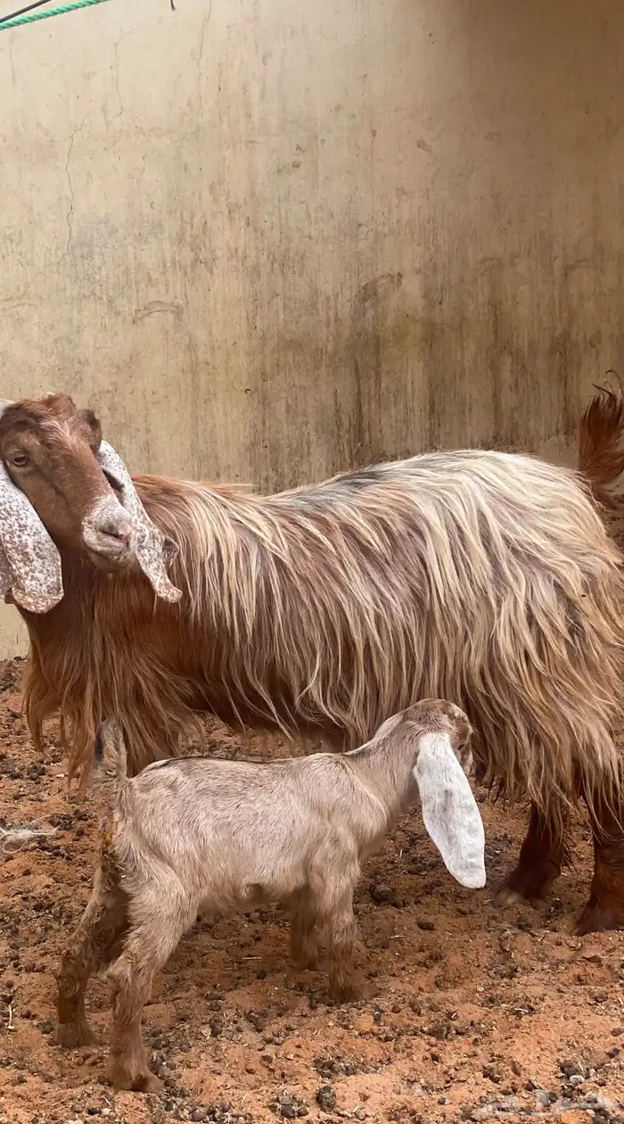 تم اليع تم البيع خارج الموقع 5