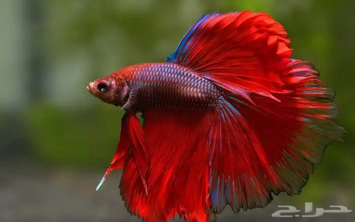 اسماك فايتر بسعر الجملة ب6ريال للحبة 0