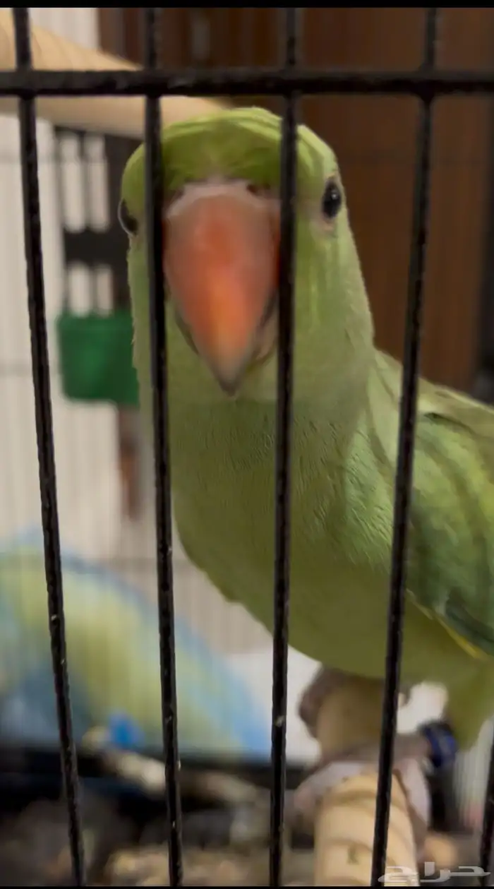 دره هنديه أليفه متكلمه 8