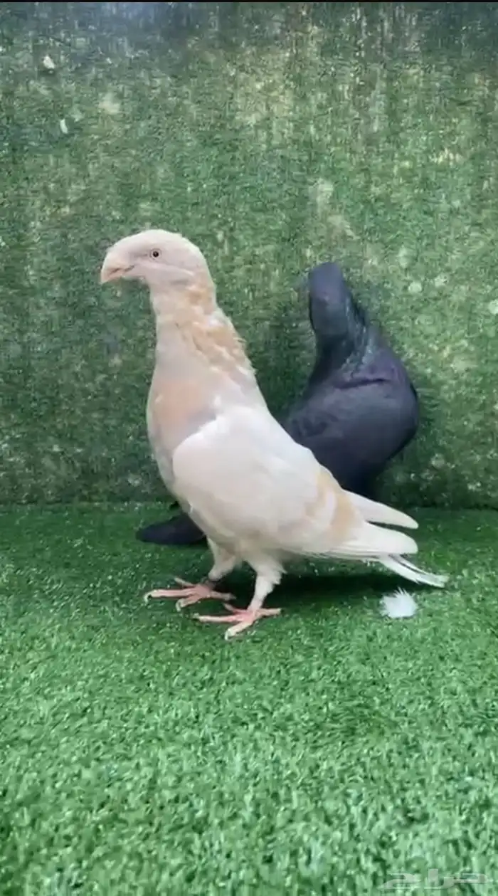 جوز هومر شو كاكي 0