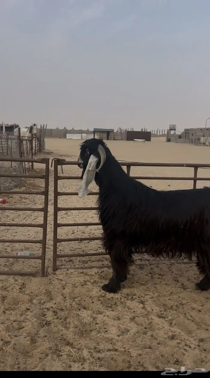 تيس عارضي طيب شرط القريع العمر ثني 4