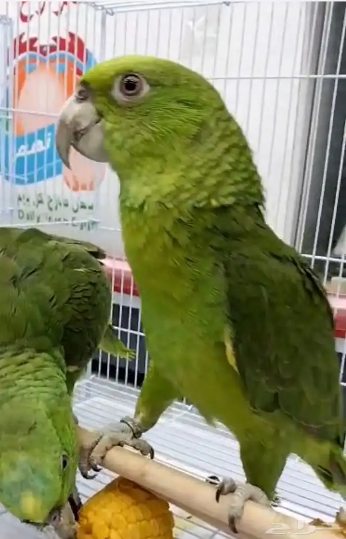 فروخ يلوناب البيور وأبو طقه احجام سوبر سوبر جامبو 1