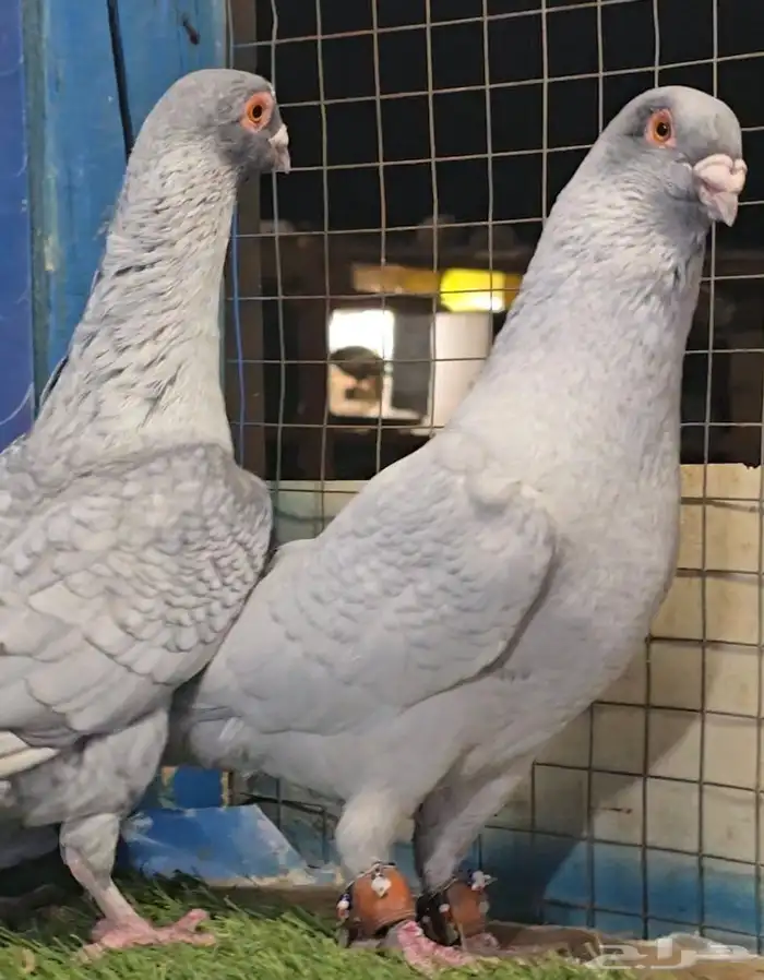 جوز قرقاطي بطل تم البيع 2