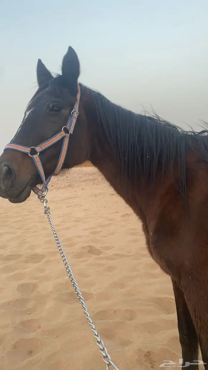 فرس انقليزيه 1