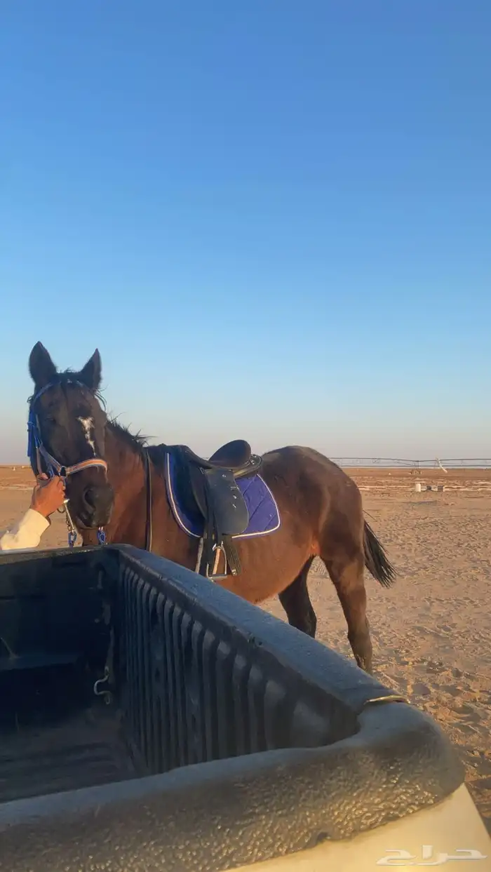 فرس انقليزيه 0