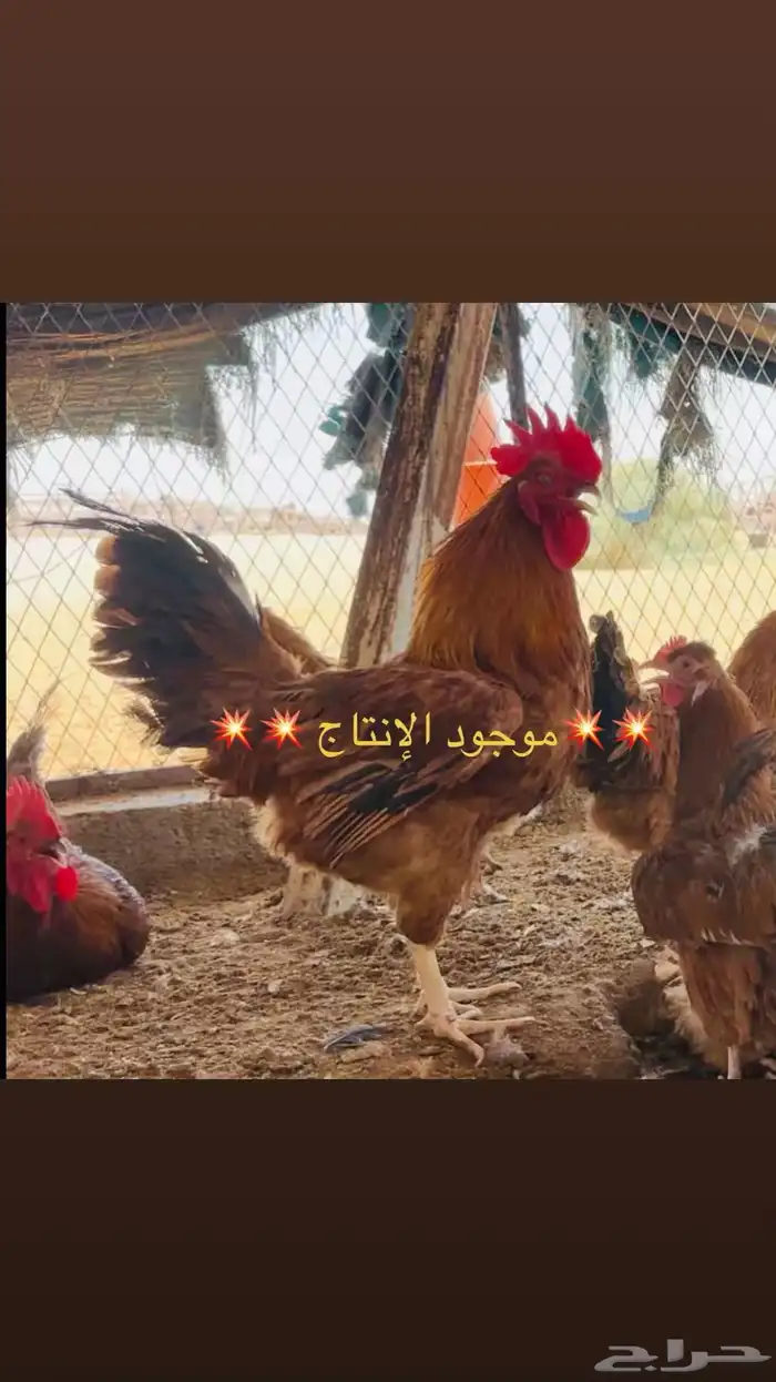 بيض دجاج فرنسي احمر كلومبي بيور ضخم 1