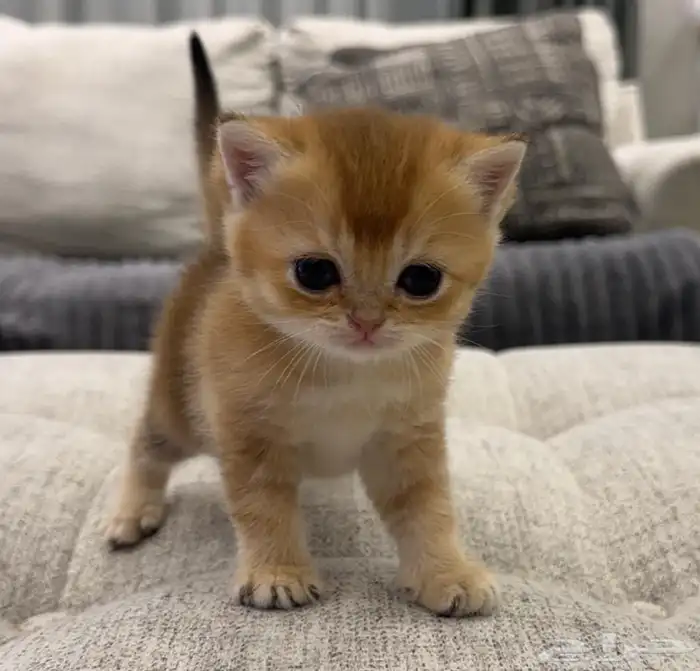 سكوتش قولد للبيع 1