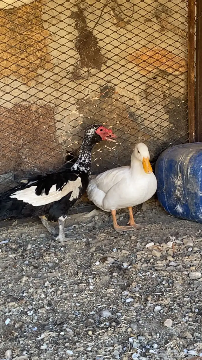 بط البيع انثي وذكر اقبل بدل ب دجاج 0