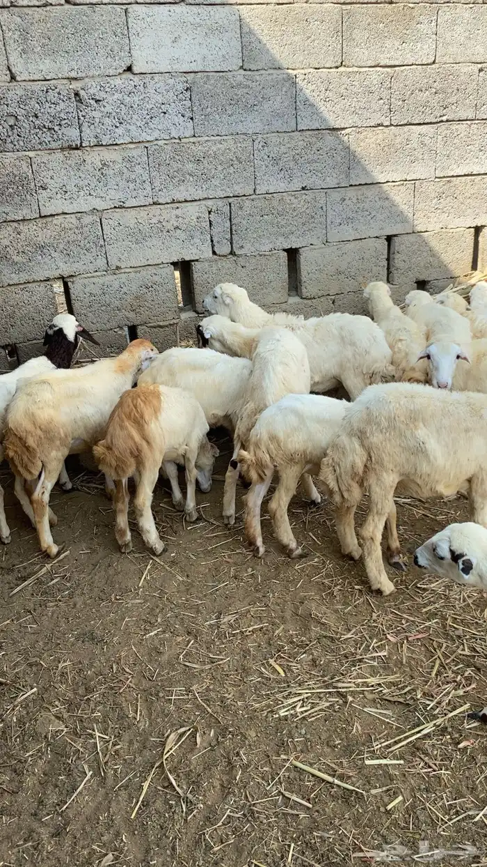 رخال رفيديه 3