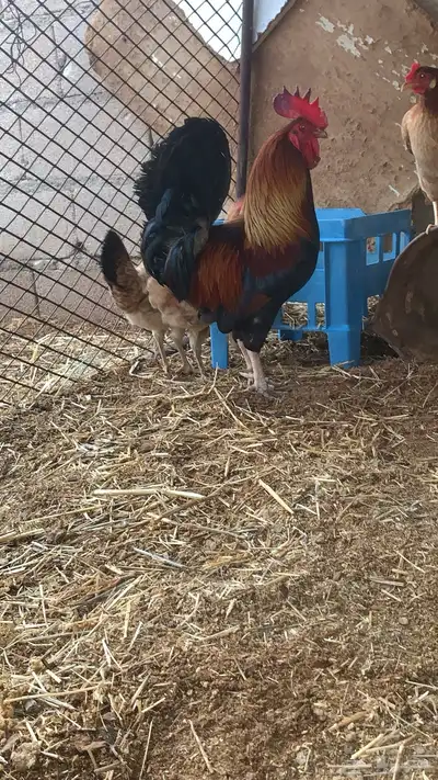 ديك تراثي اصيل index