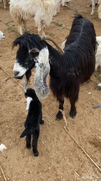 عنز خلفه حليب 0