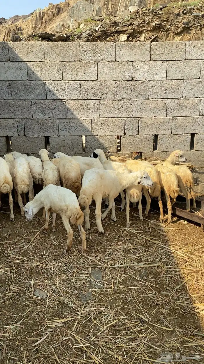 رخال رفيديه 1