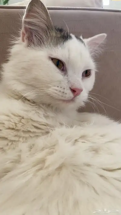 قط ذكر اسمه سمسم شيرازي للتبني index