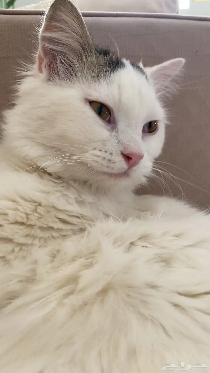 قط ذكر اسمه سمسم شيرازي للتبني 0