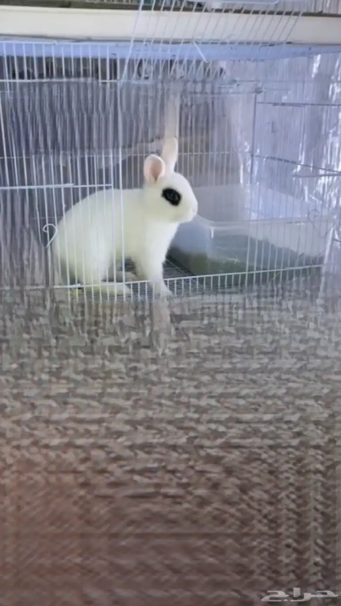 للبيع ارنب الغزم ذكر 3