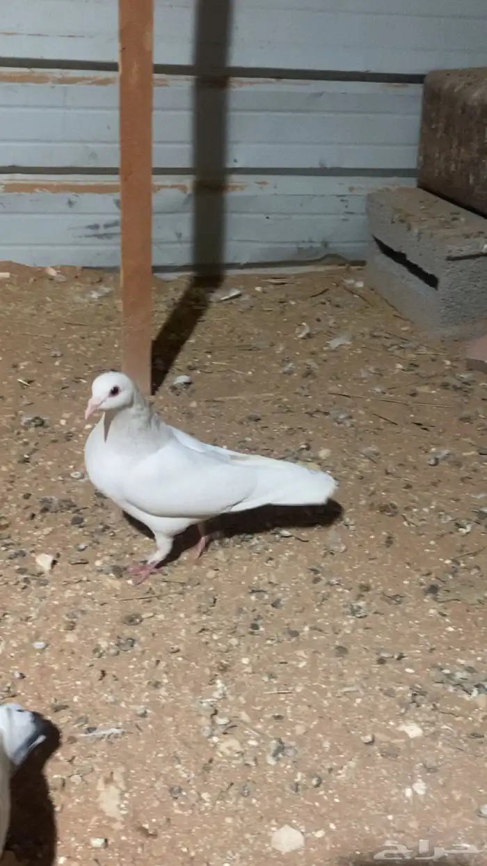 حمام فرنسي  سلفر  بكستاني 3