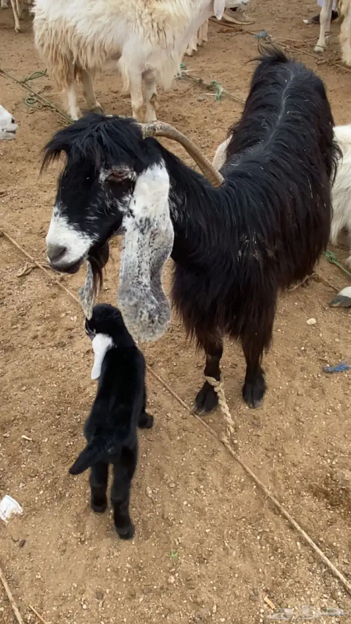 عنز خلفه حليب 0