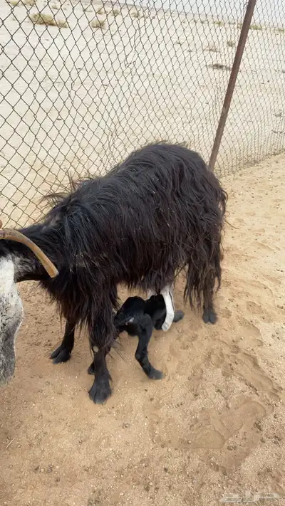 عنز خلفه حليب index