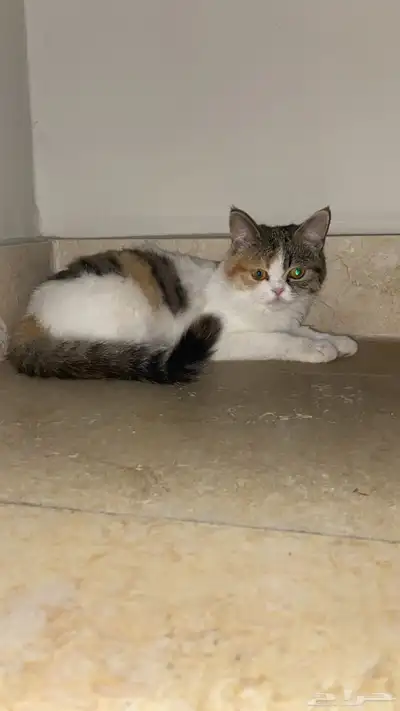 قطهه مفقوده (حي الموسى خميس مشيط) index