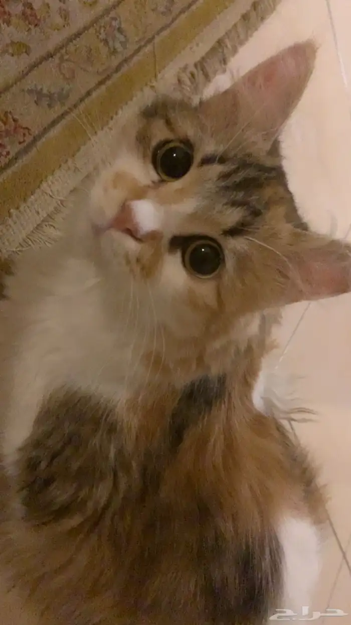 قطه للتبني 0