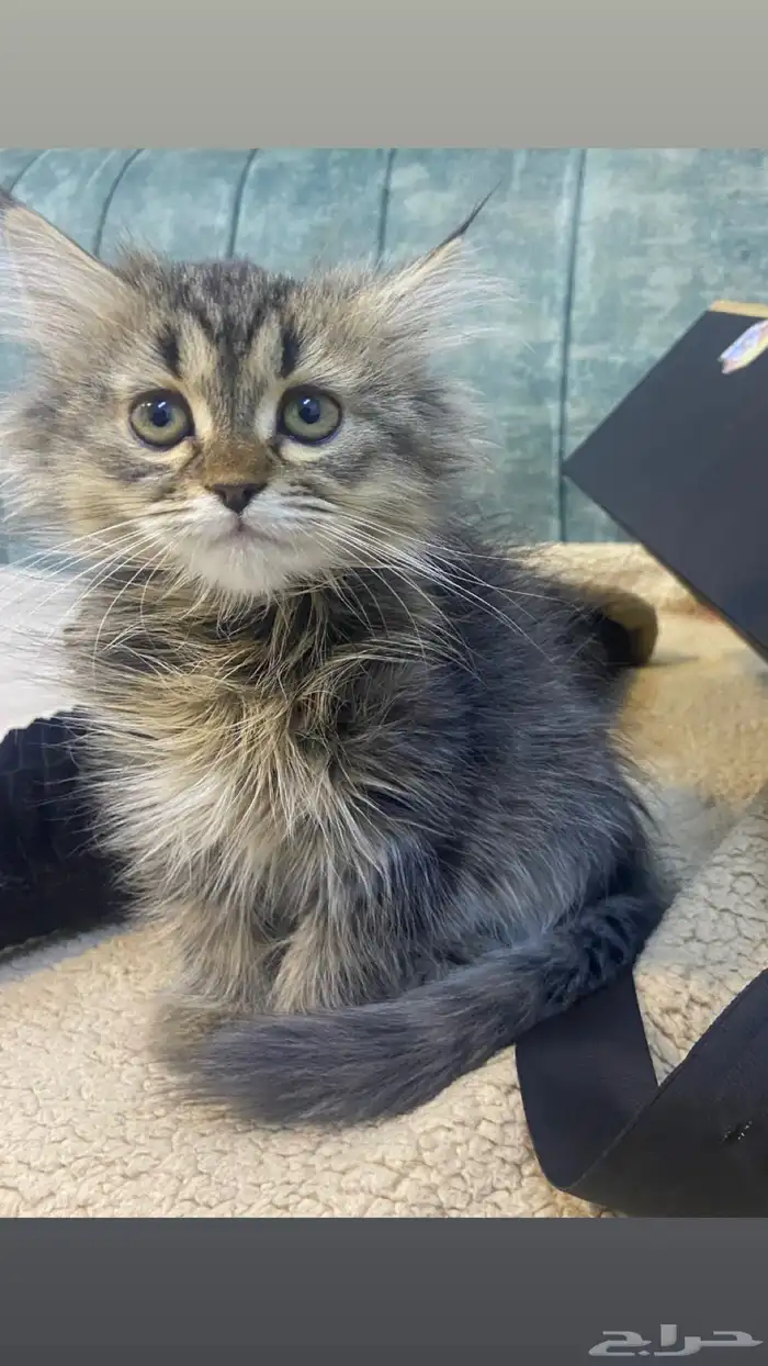 قطط للبيع 1