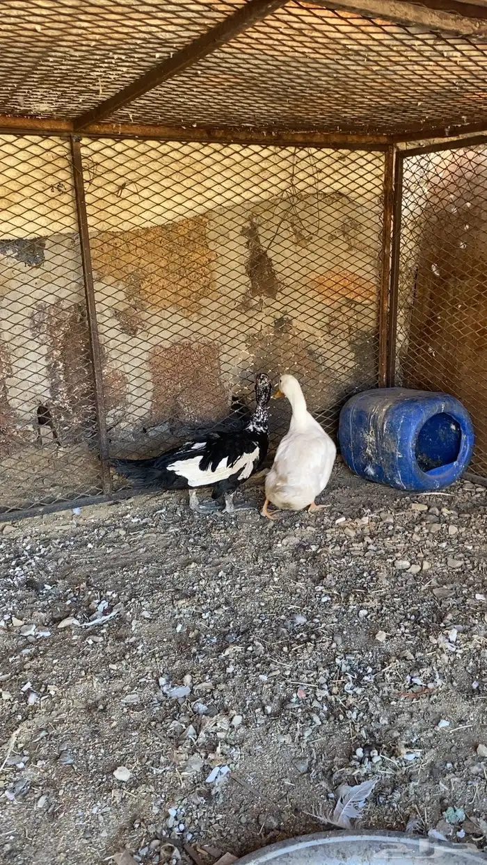 بط البيع انثي وذكر اقبل بدل ب دجاج 1