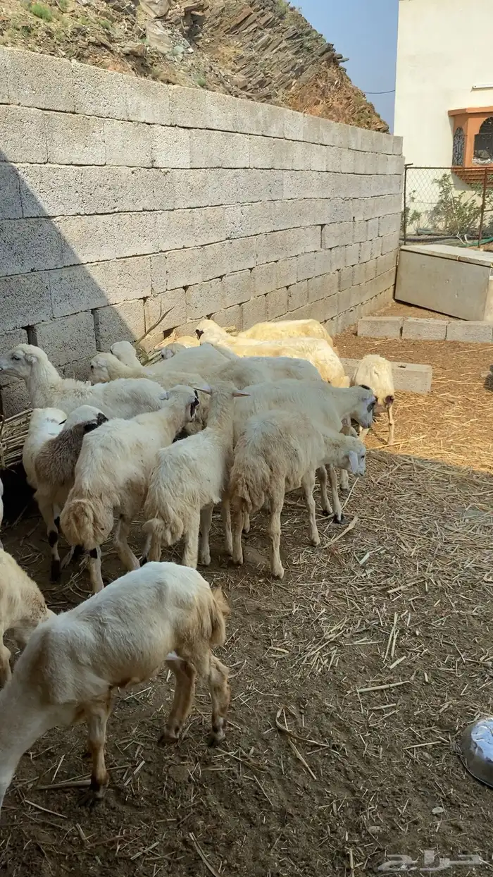 رخال رفيديه 4