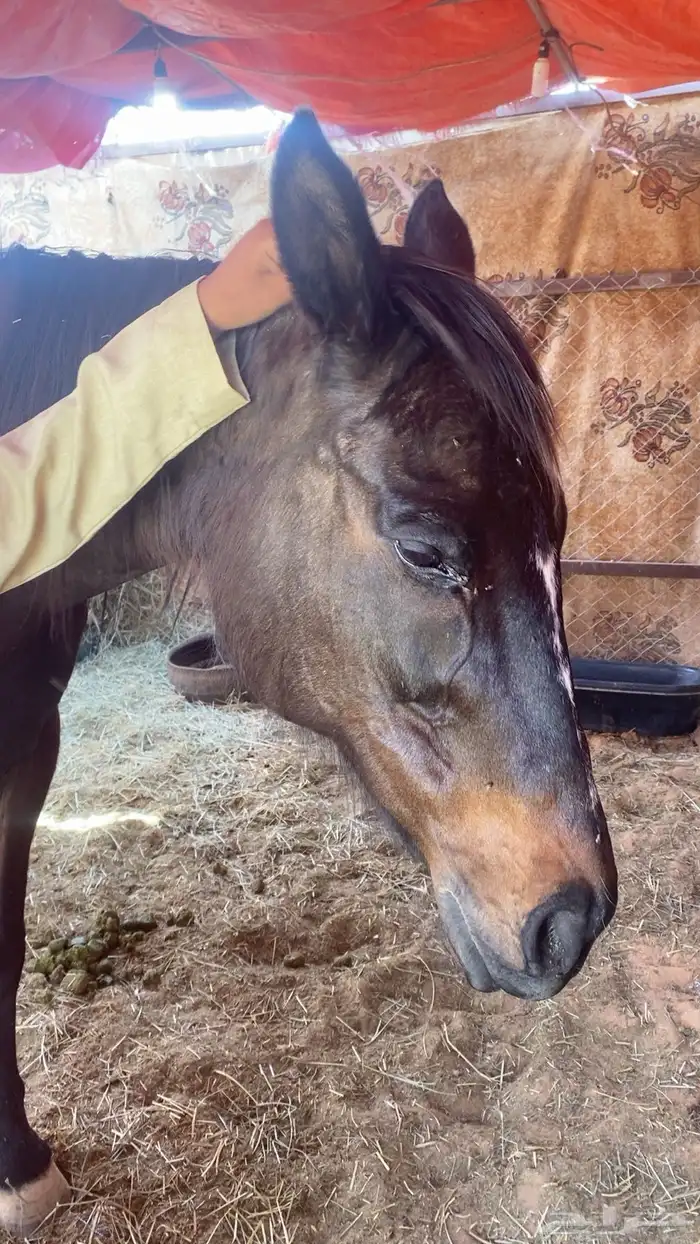 فرس انقليزيه 2