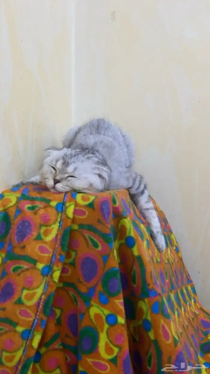 قطة للتزاوج سكوتش فولد 1