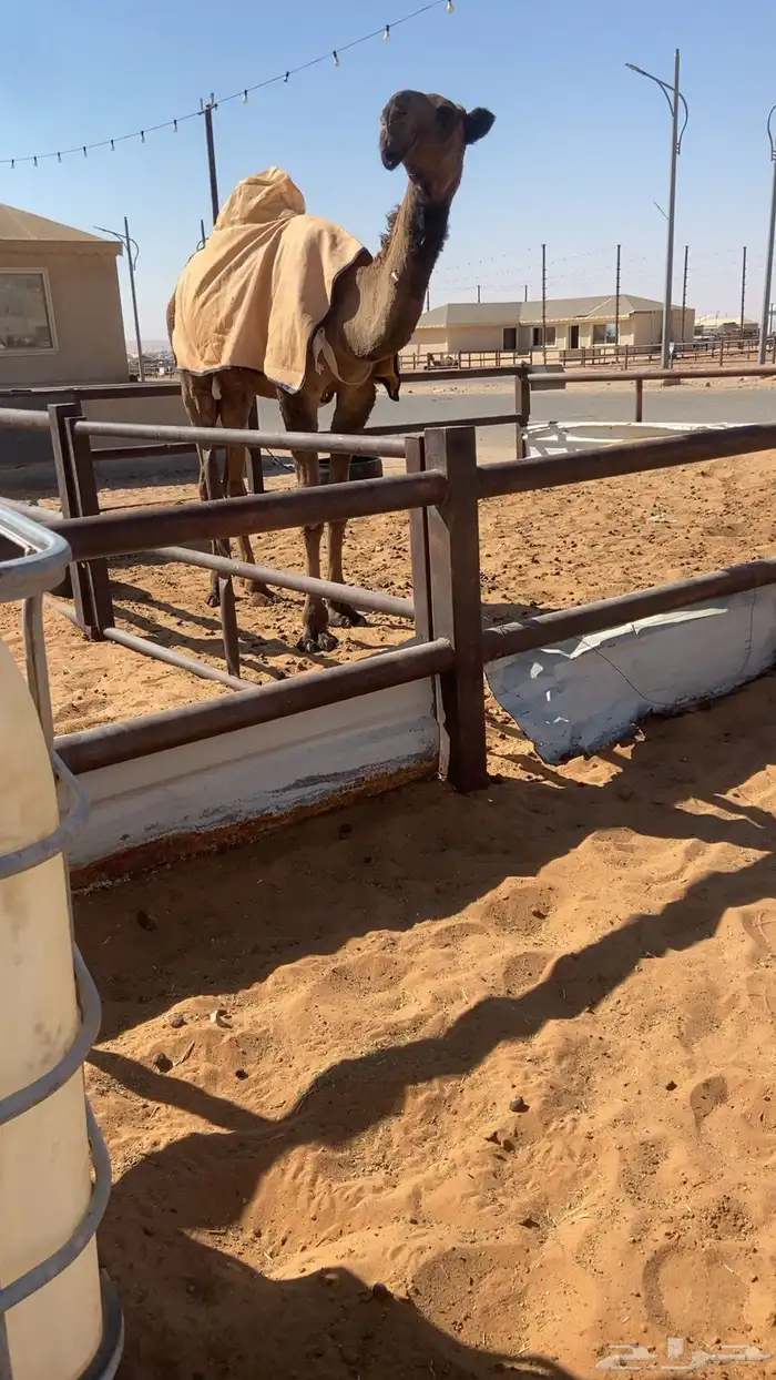 قعود اصفر كفو 3