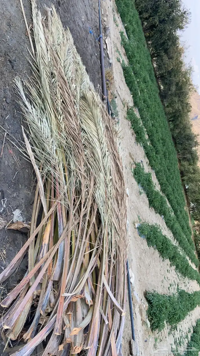 سعف نخل للبيع 1