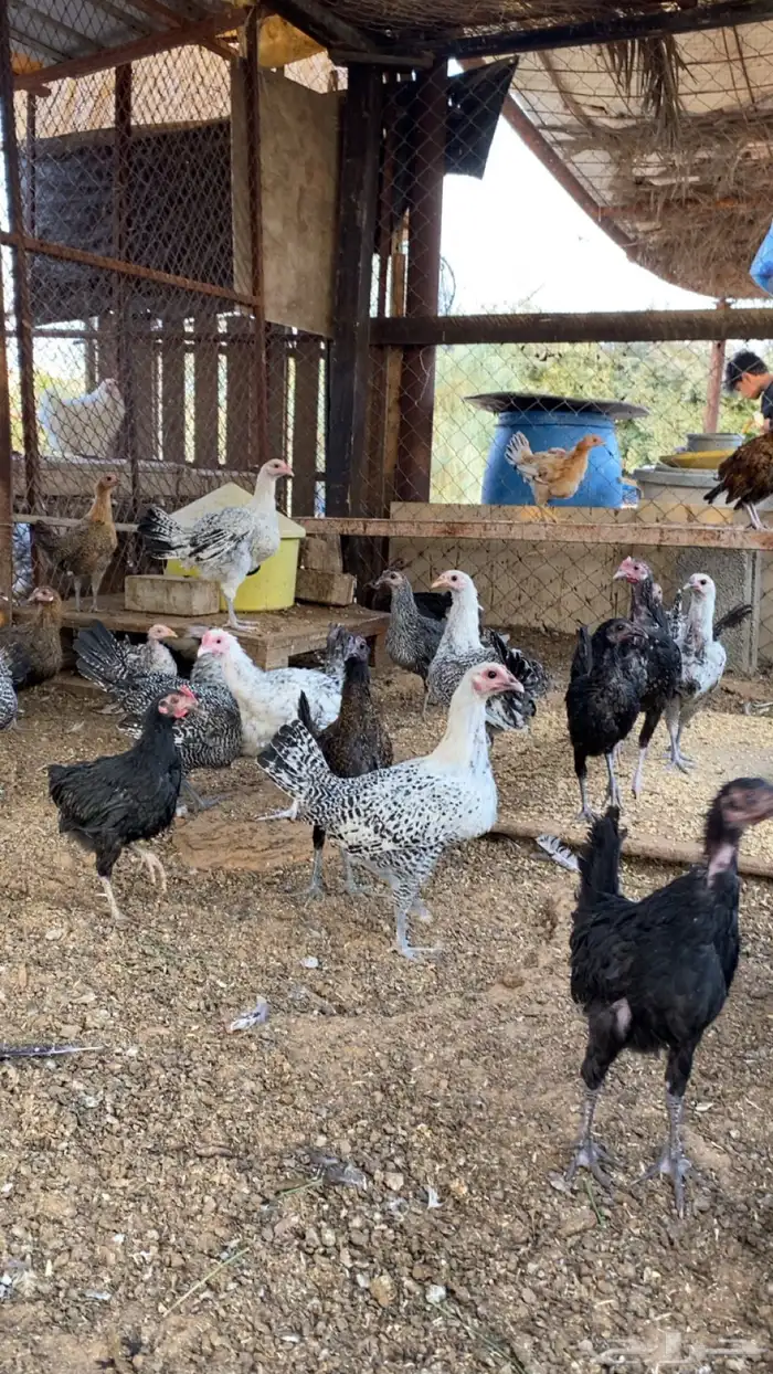 فراريج بلدي وفيومي 0