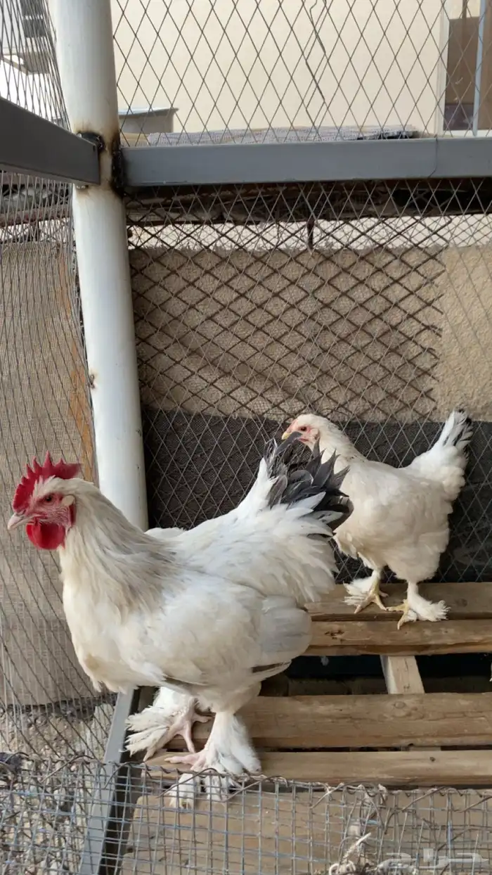 دجاج ابرهما 0