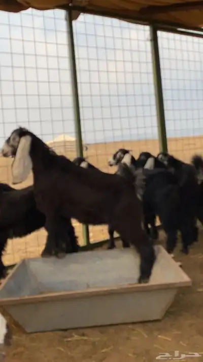 جفار عوارض صنف index