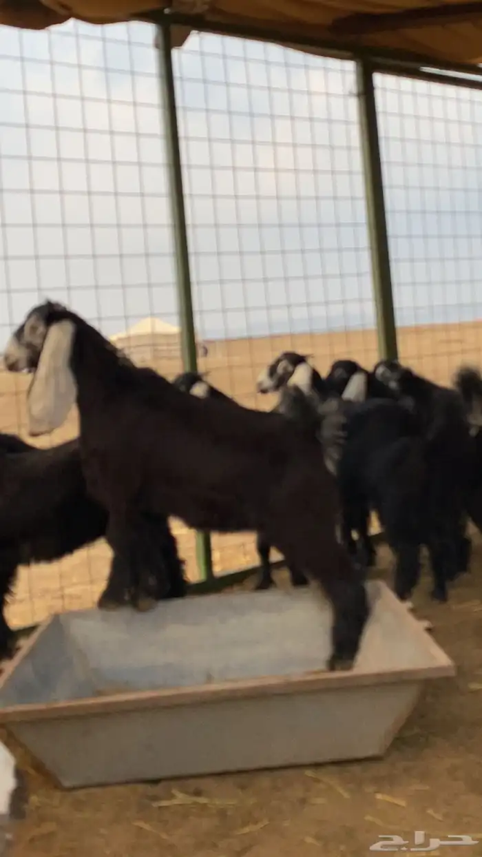 جفار عوارض صنف 1