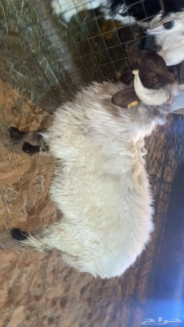 نعيمي  ثني فحل يقرع شرط 4