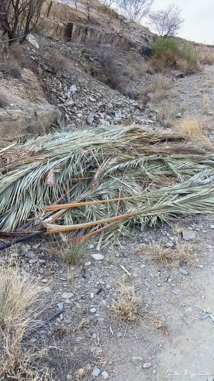 سعف نخل للبيع 0