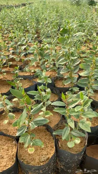 شتلات سدر بلدي index