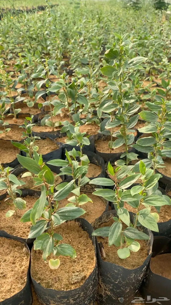 شتلات سدر بلدي 1