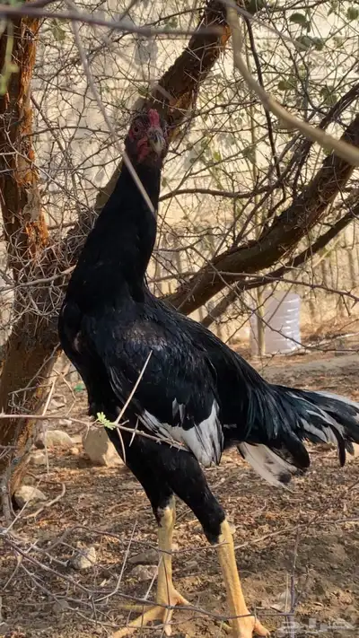 ديك باكستاني العمر تقريبا 9اشهر البيع على السوم index