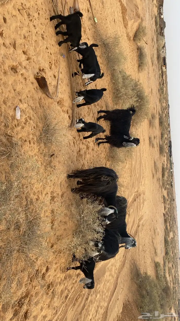 معزا مواليد. 4 معهن 8 0