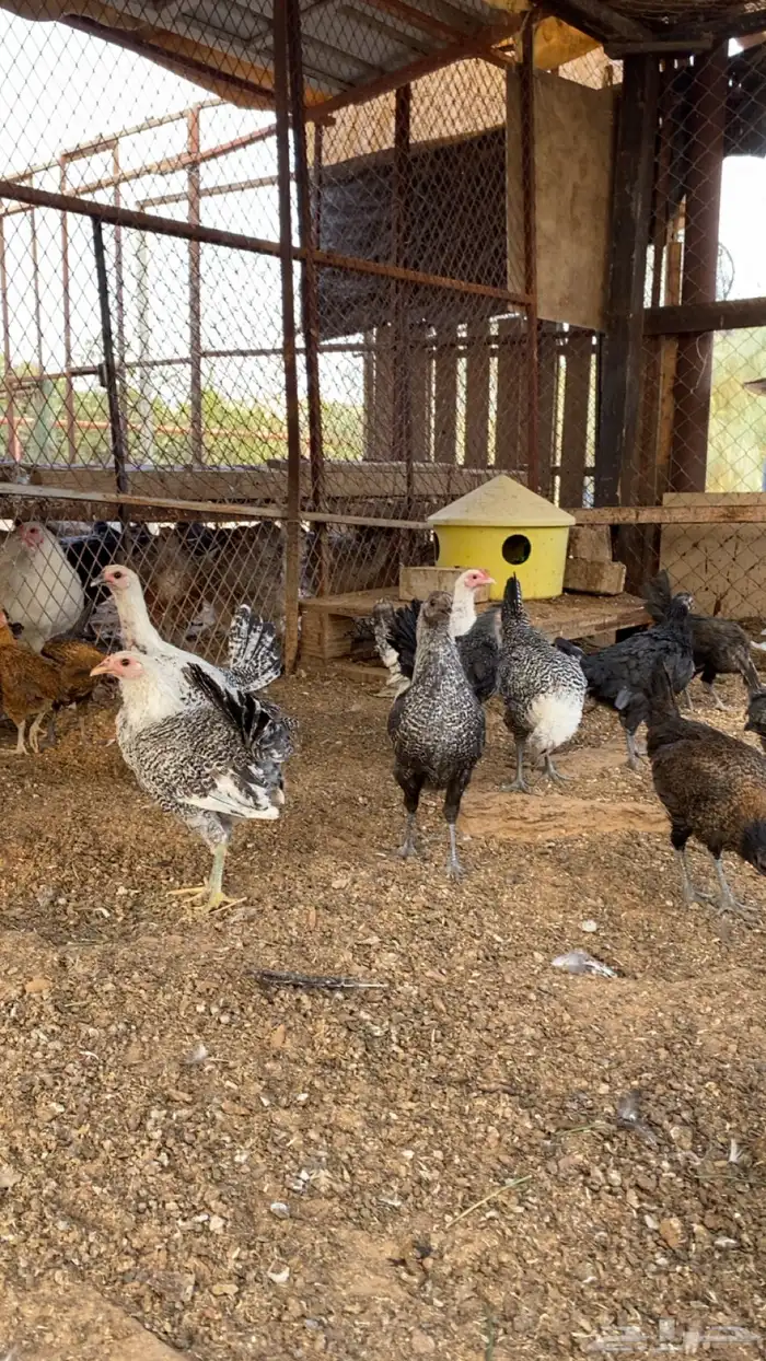 فراريج بلدي وفيومي 1