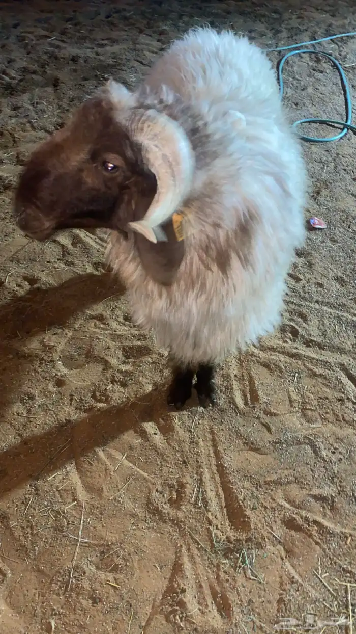 نعيمي  ثني فحل يقرع شرط 1