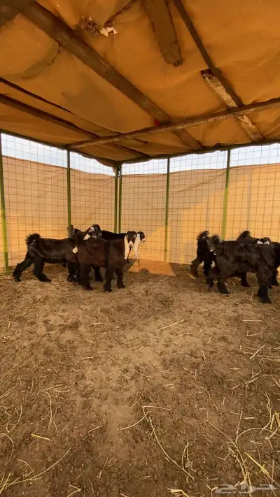 جفار عوارض صنف index