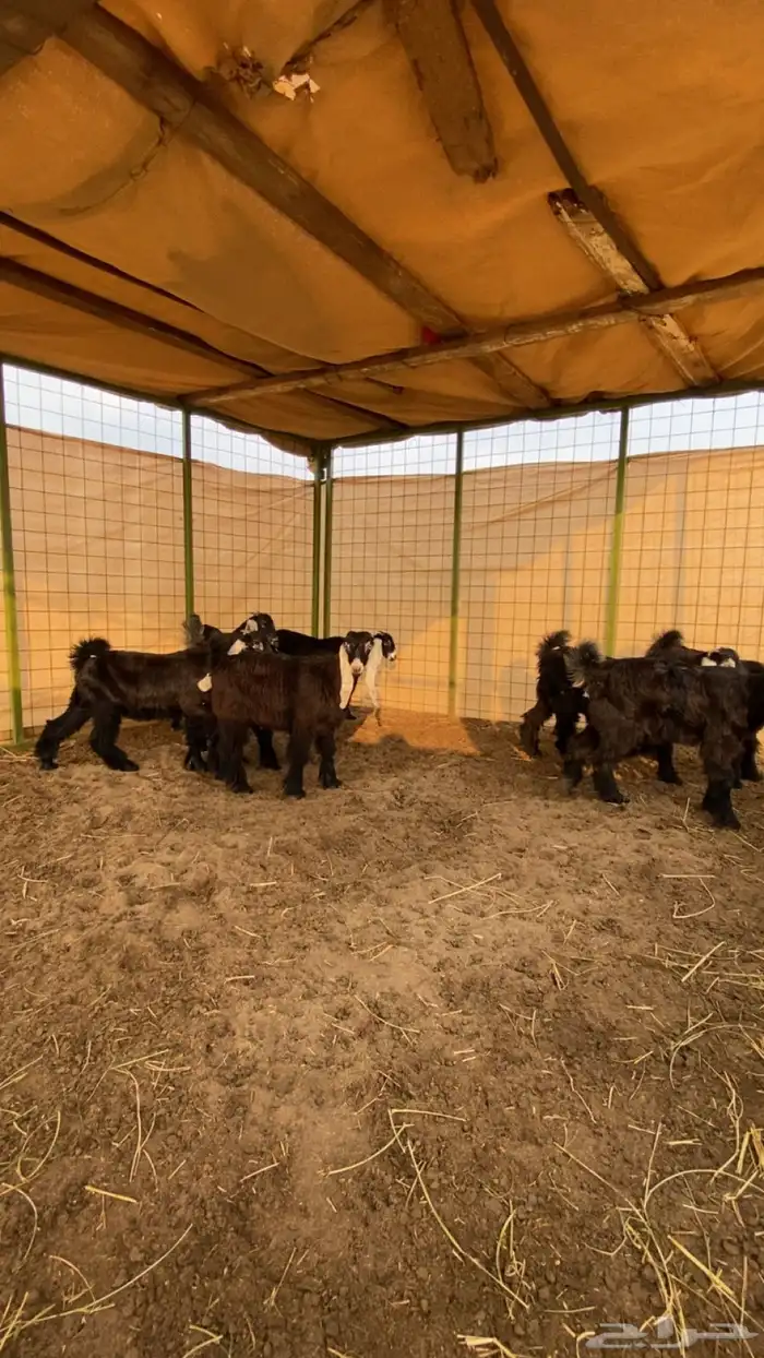 جفار عوارض صنف 2