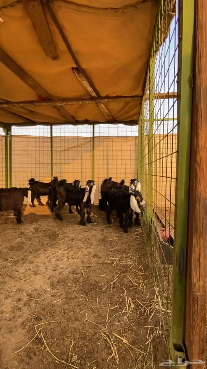 جفار عوارض صنف 3