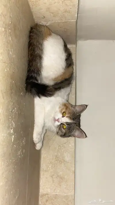 قطهه مفقوده (حي الموسى خميس مشيط) index