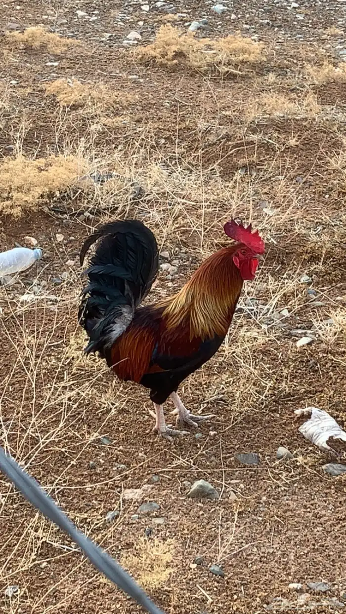 ديك تراثي اصيل 1